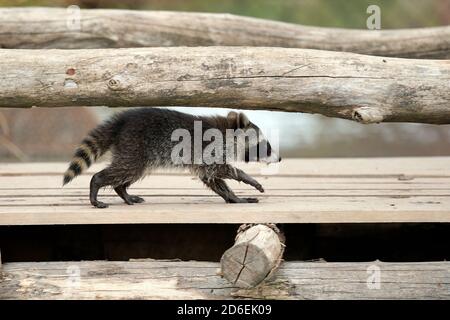 Waschbär, (Procyon lotor), Jungtiere, Stockfoto