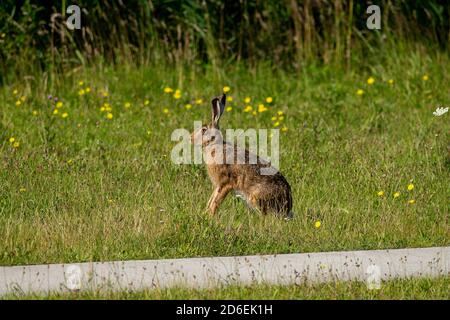 Braunhase sitzt am Wegesrand in einer Wiese Stockfoto