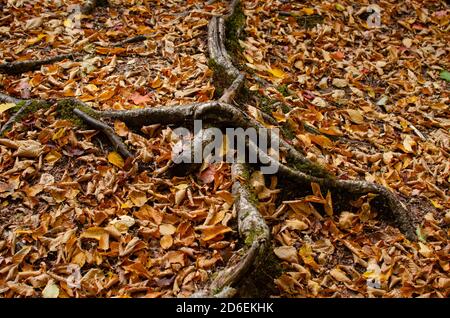 Baumwurzeln mit abgefallenen Blättern Stockfoto