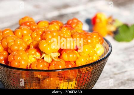 Goldene und frisch gepflückte süße Nebelbeeren (Rubus chamaemorus) als nördliche Delikatesse in einer kleinen Glasschüssel an einem Sommertag in Estland. Stockfoto