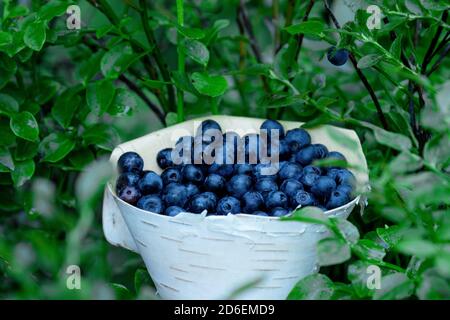 Natürlich, essbar und lecker Wilde Heidelbeeren (Vaccinium myrtillus) als Superfood aus nördlichen Wäldern., Estland. Stockfoto