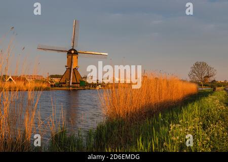 Windmühlen im Abendlicht Kinderdijk Benelux, Benelux Länder Südholland, Zuid-Holland Niederlande, Niederlande Stockfoto