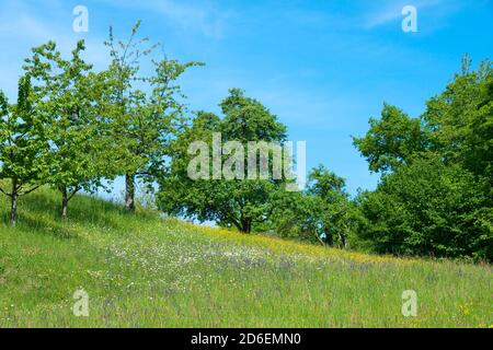 Deutschland, Baden-Württemberg, Überlingen-Hödingen, Obstgärten an der Süßenmühle Stockfoto