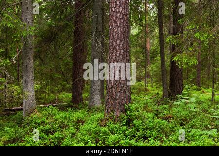 Üppiger und grüner sommerlicher baltischer borealer Nadelwald in der estnischen Natur, Nordeuropa. Stockfoto