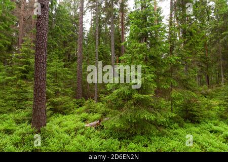 Üppiger und grüner sommerlicher baltischer borealer Nadelwald in der estnischen Natur, Nordeuropa. Stockfoto