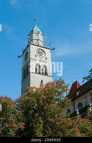 Deutschland, Baden-Württemberg, Überlingen, Münster St. Nikolaus, fleischrote Rosskastanie, Aesculus x carnea, syn .: Aesculus rubicunda Stockfoto