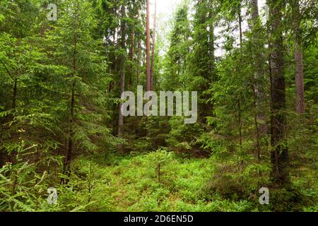 Üppiger und grüner sommerlicher baltischer borealer Nadelwald in der estnischen Natur, Nordeuropa. Stockfoto