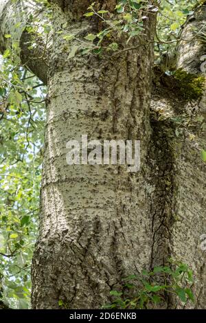 Deutschland, Baden-Württemberg, Tübingen - Unterjesingen, Rinde der Weißpappel, Populus alba, Stockfoto