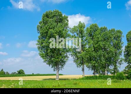 Deutschland, Baden-Württemberg, Altdorf, Zitterpappel, Populus tremula, Baumreihe Stockfoto