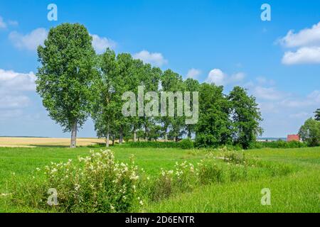 Deutschland, Baden-Württemberg, Altdorf, Zitterpappel, Populus tremula, Baumreihe Stockfoto