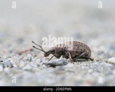 Alfalfa-Schnauzkäfer, Otiorhynchus ligustici Stockfoto