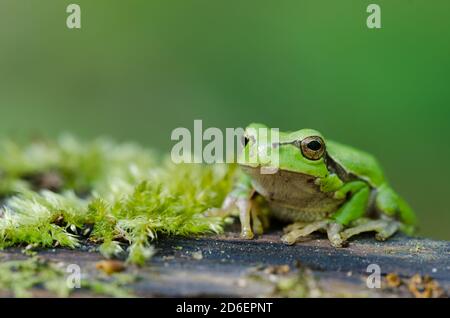 Europäischer Baumfrosch, Deutschland, (Hyla arborea) Stockfoto