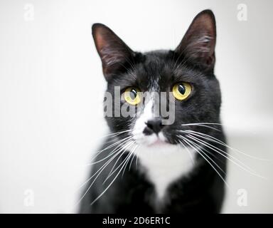 Eine schwarz-weiße Tuxedo Kurzhaarkatze mit gelben Augen Und lange Schnurrhaare Stockfoto