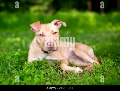Ein junger Pit Bull Terrier Mischlingshund liegt darin Das Gras im Freien Stockfoto
