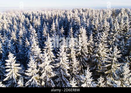 Ein Luftbild zu dicken schneebedeckten Bäumen im Winterwunderland bei kaltem und schönem Wetter im estnischen borealen Wald, Nordeuropa. Stockfoto