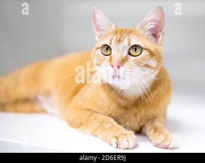 Eine orange gestromte Hauskatze liegt unten Stockfoto