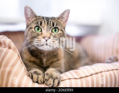 Eine braune gestromte Kurzhaarkatze mit grünen Augen In einem Haustierbett Stockfoto