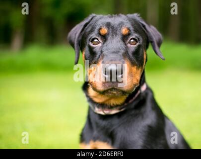 Ein reinrassiger Rottweiler Hund, der mit einem auf die Kamera schaut Warnausdruck Stockfoto