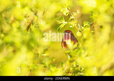 Gemeiner Rosefinch, Carpodacus erythrinus, singen an einem Frühlingstag in der estnischen Landschaft Stockfoto