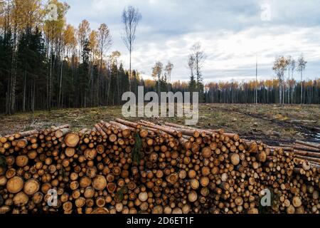 Großer Holzstapel neben einer frischen, klaren Fläche während der Herbstmonate in Estland, Nordeuropa. Stockfoto