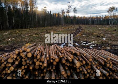 Großer Holzstapel neben einer frischen, klaren Fläche während der Herbstmonate in Estland, Nordeuropa. Stockfoto