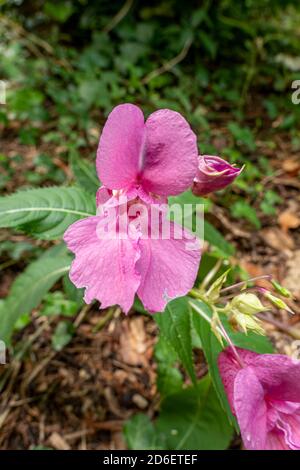 Indischer Balsam oder Drüsenbalsam (Impatiens glandulifera), Einzelblüte, Bayern, Deutschland, Europa Stockfoto