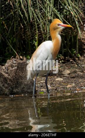 Kuhreiher, Bubulcus ibis, in farbenprächtigem orange-weißem Gefieder, watend im Wasser des Sees in Stadtparks in Australien Stockfoto