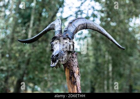 Ziegenschädel auf einem Holzspieß Stockfoto