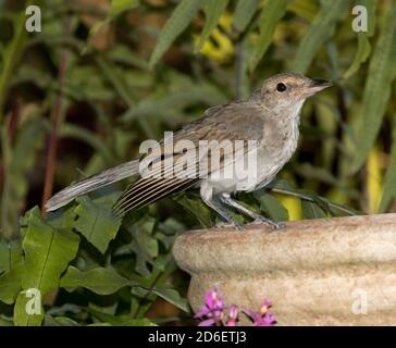 Junge Grauwürger-Drossel, Colluricinca harmonica, Junggebliebene, im Gartenvogelbad vor grünem Laub, in Australien Stockfoto