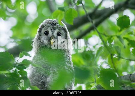 Kleine juvenile Uraleule, Strix uralensis, Küken in einem üppigen borealen Wald in der estnischen Natur, Nordeuropa. Stockfoto