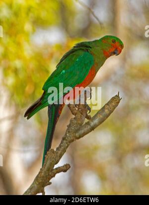 Junger männlicher Königspapagei, Alisterus scapularis mit Häutung, die von lebhaftem Grün zu leuchtendem Rot wechselt Stockfoto