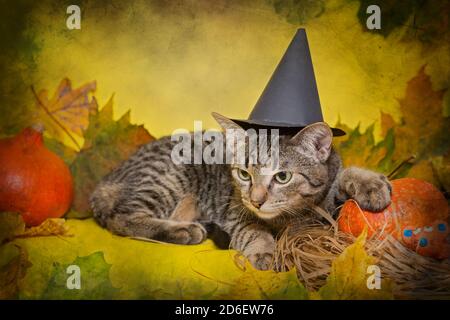 Kleines graues Kätzchen in einem schwarzen Hut auf einem gelben Hintergrund im Stil von Halloween Stockfoto