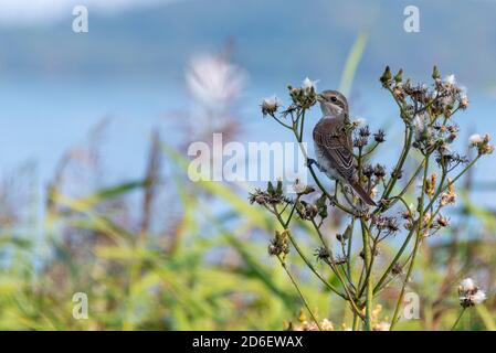 Deutschland, Mecklenburg-Vorpommern, Lauterbach, Rotrückenwürger (Lanius collurio), Jungvogel Stockfoto