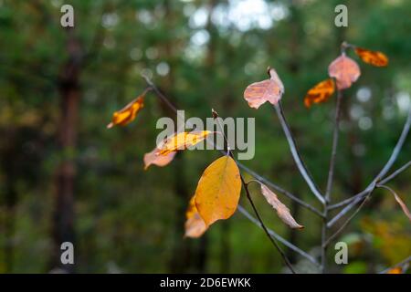 Helle Herbstblätter auf einem kleinen Baum im Wald. Weichzeichnen und selektiver Fokus. Herbstkonzept. Stockfoto