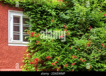 Haus mit Efeu bewachsen, schöne Außenansicht von grünen Pflanzen und Blumen bedeckt. Außenwand der ländlichen Hütte oder Stadtgebäude mit grünem Laub und Stockfoto