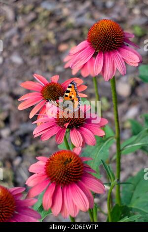 Rote Koneblume (Echinacea purpurea) mit Schmetterling, kleiner Fuchs (Aglais urticae, syn.: Nymphalis urticae) Stockfoto