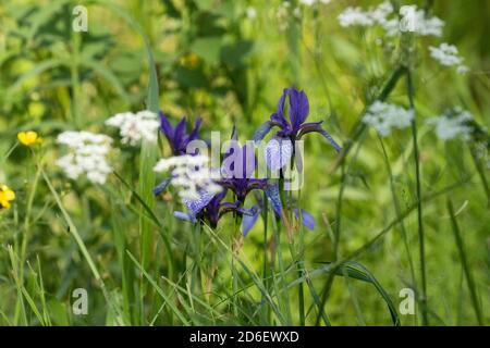 Soomaa Nationalpark. Sibirische Iris oder sibirische Flagge, Iris sibirica blüht auf der üppigen Wiese der Mulgi Wiese., im sommerlichen Estland. Stockfoto