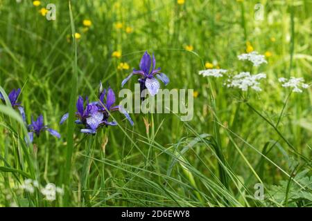 Soomaa Nationalpark. Sibirische Iris oder sibirische Flagge, Iris sibirica blüht auf der üppigen Wiese der Mulgi Wiese., im sommerlichen Estland. Stockfoto