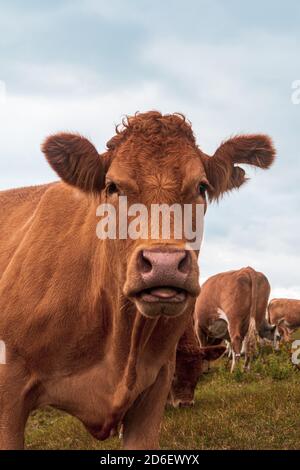 Erwachsene rote Kuh stehend und Blick couriously in die Kamera, während von anderen Kühen umgeben, Tierporträt von Kuh mit beschädigt oder absichtlich geschnitten Stockfoto