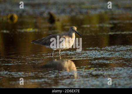 Lange Fagelschnabel-Curlew am San Diego River Stockfoto