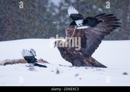 Majestätischer Raubtier Goldener Adler, Aquila chrysaetos, der sich an einem kalten und harten Wintertag in der Nähe von Kuusamo, Nordfinnland, an einem Schlachtkörper ernährt. Stockfoto