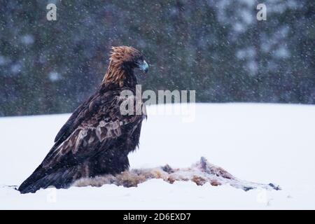 Majestätischer Raubtier Goldener Adler, Aquila chrysaetos, der sich an einem kalten und harten Wintertag in der Nähe von Kuusamo, Nordfinnland, an einem Schlachtkörper ernährt. Stockfoto