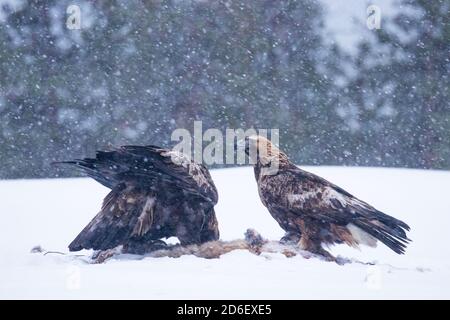 Majestätischer Raubtier Goldener Adler, Aquila chrysaetos, der sich an einem kalten und harten Wintertag in der Nähe von Kuusamo, Nordfinnland, an einem Schlachtkörper ernährt. Stockfoto