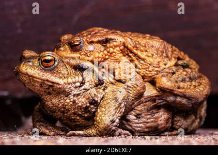 Gemeinsame Kröten (Bufo bufo) Paarung Stockfoto