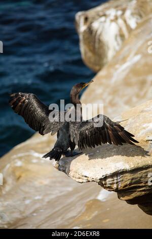 Brands Cormorant im La Jolla Cove San Diego Stockfoto