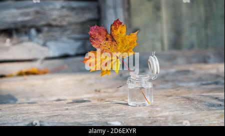 Ein Ahornblatt in wechselnden Herbstfarben in einem offenen Glas mit Wasser, das Schwedens Natur symbolisiert, ist offen Für den Herbst Stockfoto