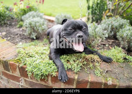 Staffordshire Bull Terrier Hund liegt in einem Blumenbett an einer Wand in einem Graden oder Hinterhof. Er schaut lächelnd auf die Kamera. Stockfoto
