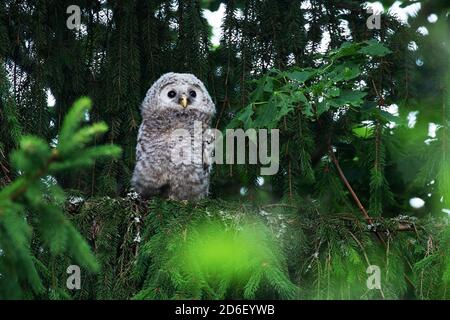 Kleine juvenile Uraleule, Strix uralensis, Küken in einem üppigen borealen Wald in der estnischen Natur, Nordeuropa. Stockfoto