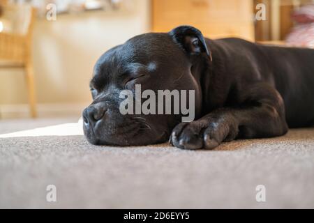 Schlafender Staffordshire Bull Terrier Hund liegt auf einem Teppich in Das Sonnenlicht Stockfoto