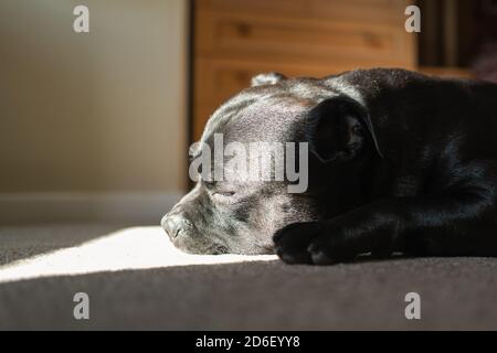 Schlafender Staffordshire Bull Terrier Hund auf einem Teppich liegend genießen Ein Sonnenstrahl auf seinem Gesicht Stockfoto